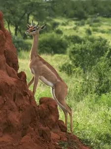 Samburu, an african antilope